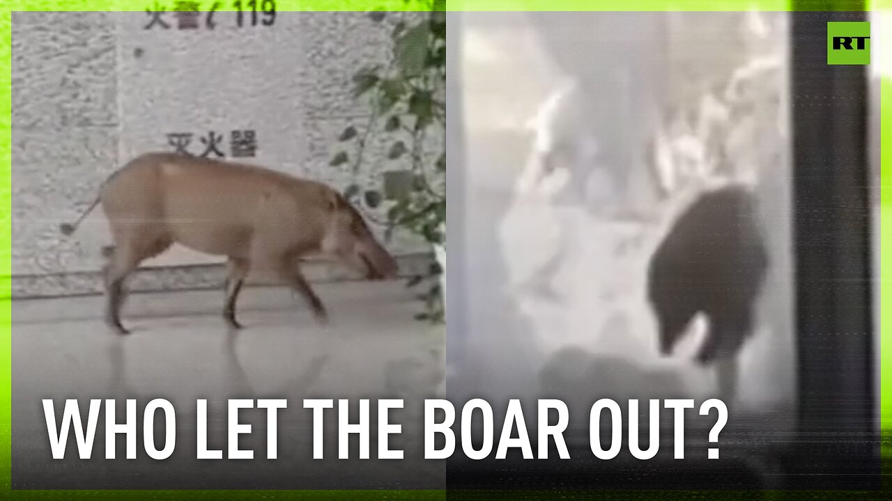 Wild boar creates chaos at Ganzhou City train station