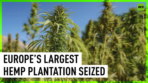 Spanish police seize Europe’s largest hemp plantation