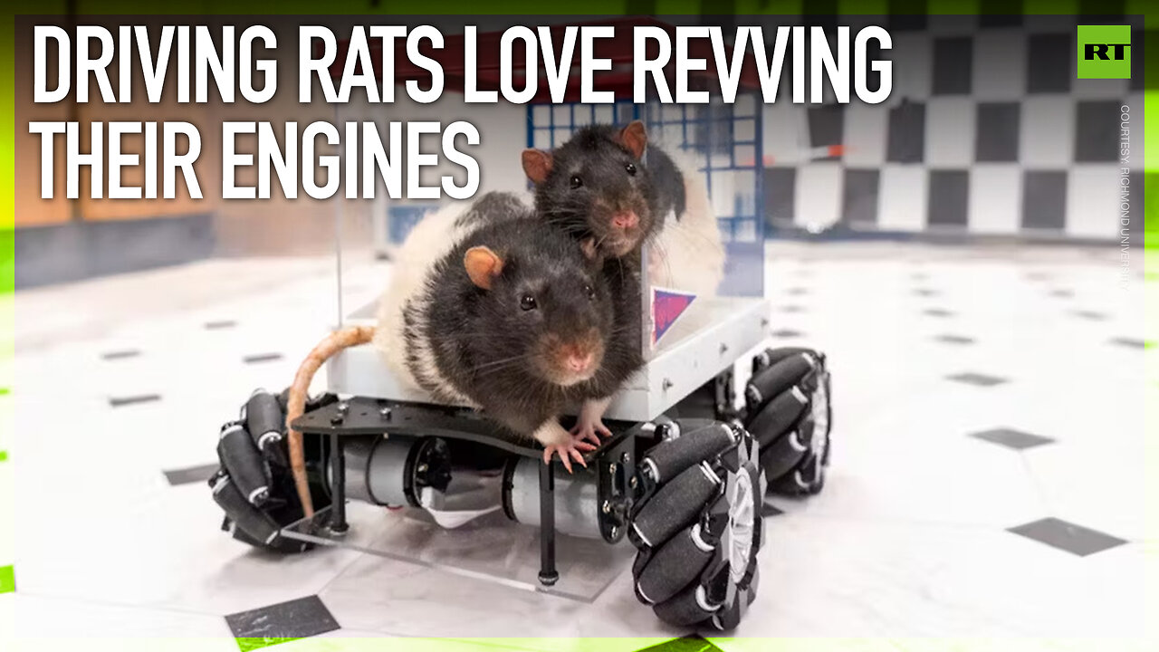 Driving rats love revving their engines