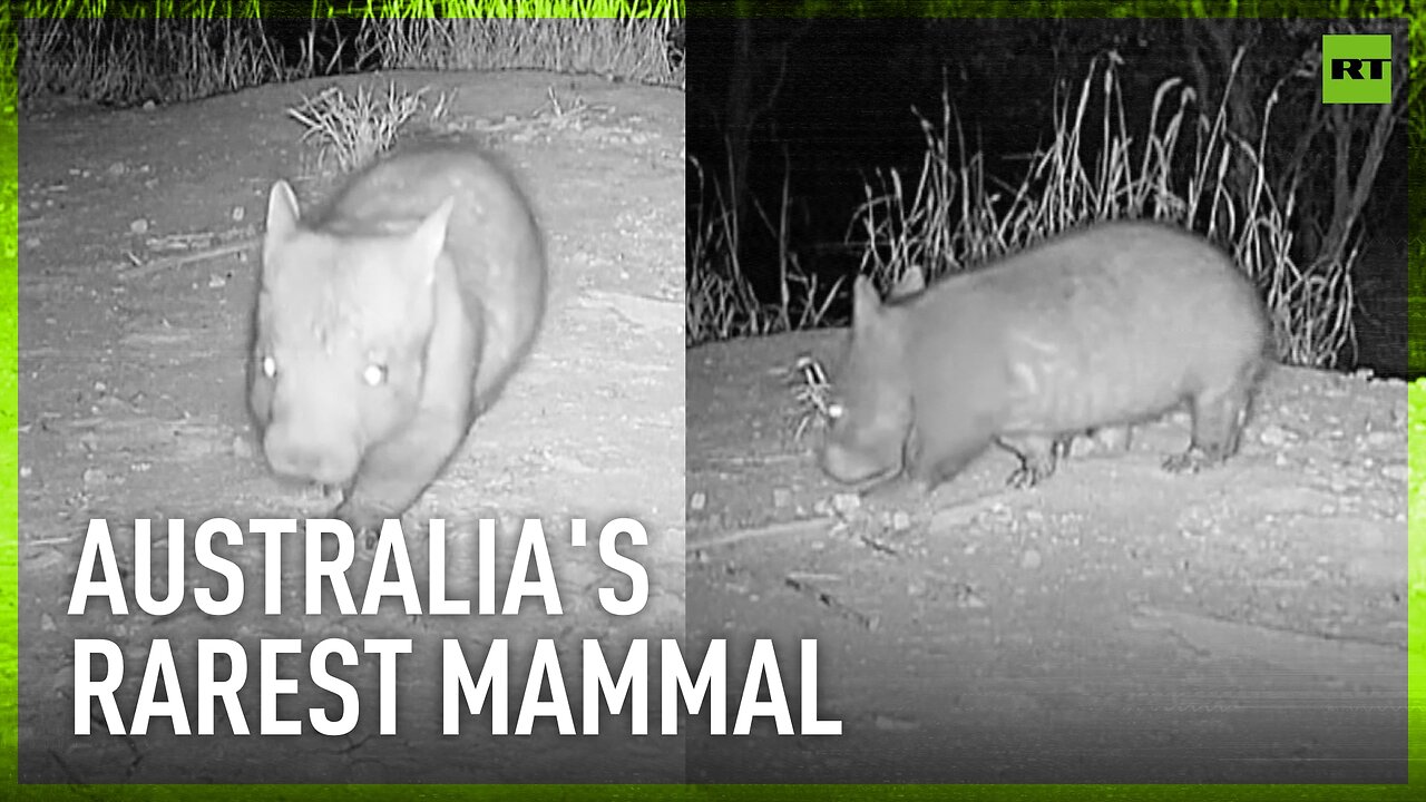 EXTREMELY RARE FOOTAGE | Critically endangered northern hairy-nosed wombat filmed in Australia