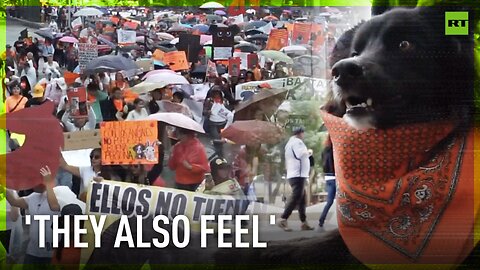 'No to animal abuse' | Mexican activists march for animal rights