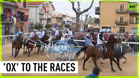 Ancient 'Carrese Race' see oxen run through Italy's Ururi