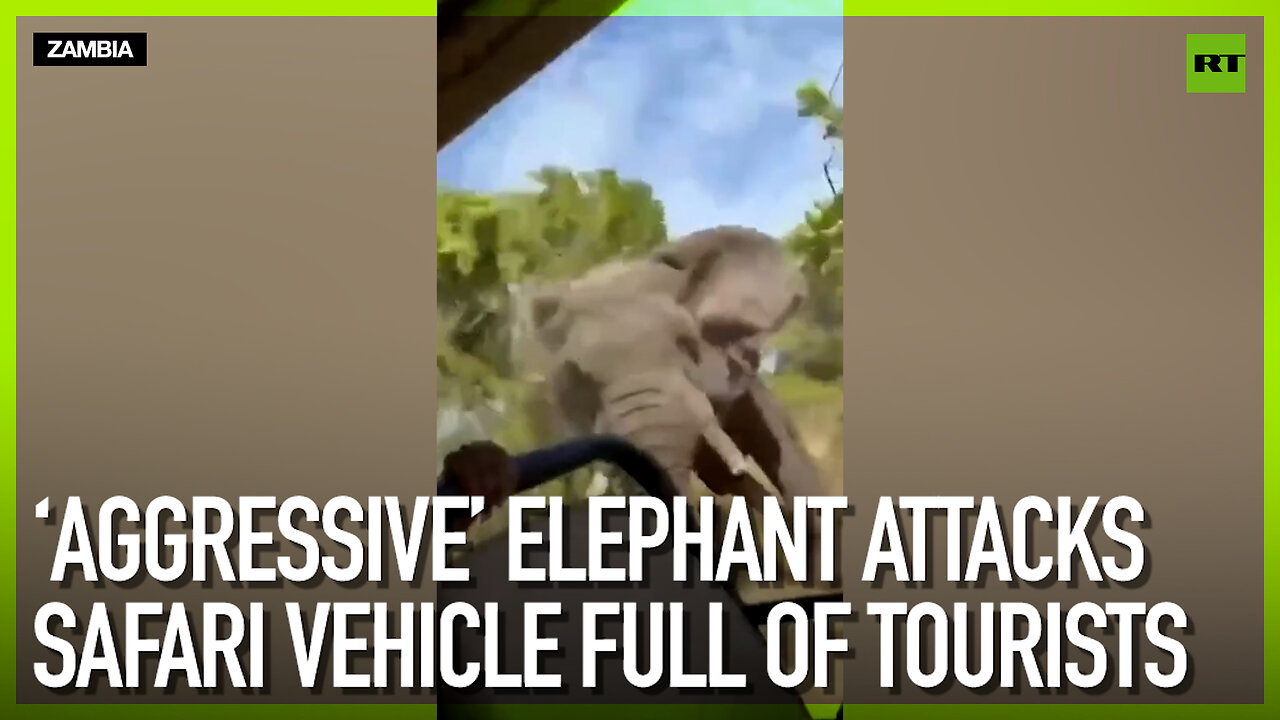 ‘Aggressive’ elephant attacks safari vehicle full of tourists