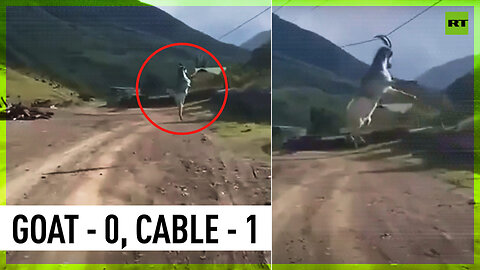 Is it a goat? Is it a swing? It's a goatswing!