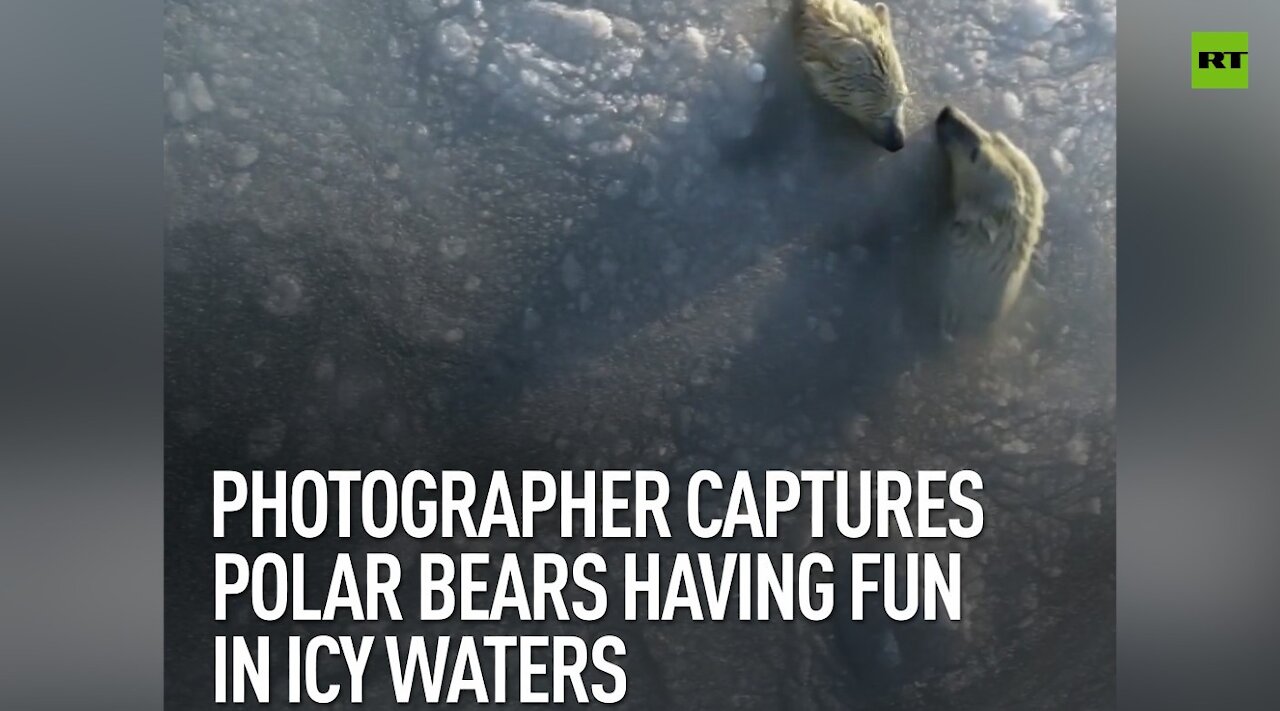 Photographer captures polar bears having fun in icy waters