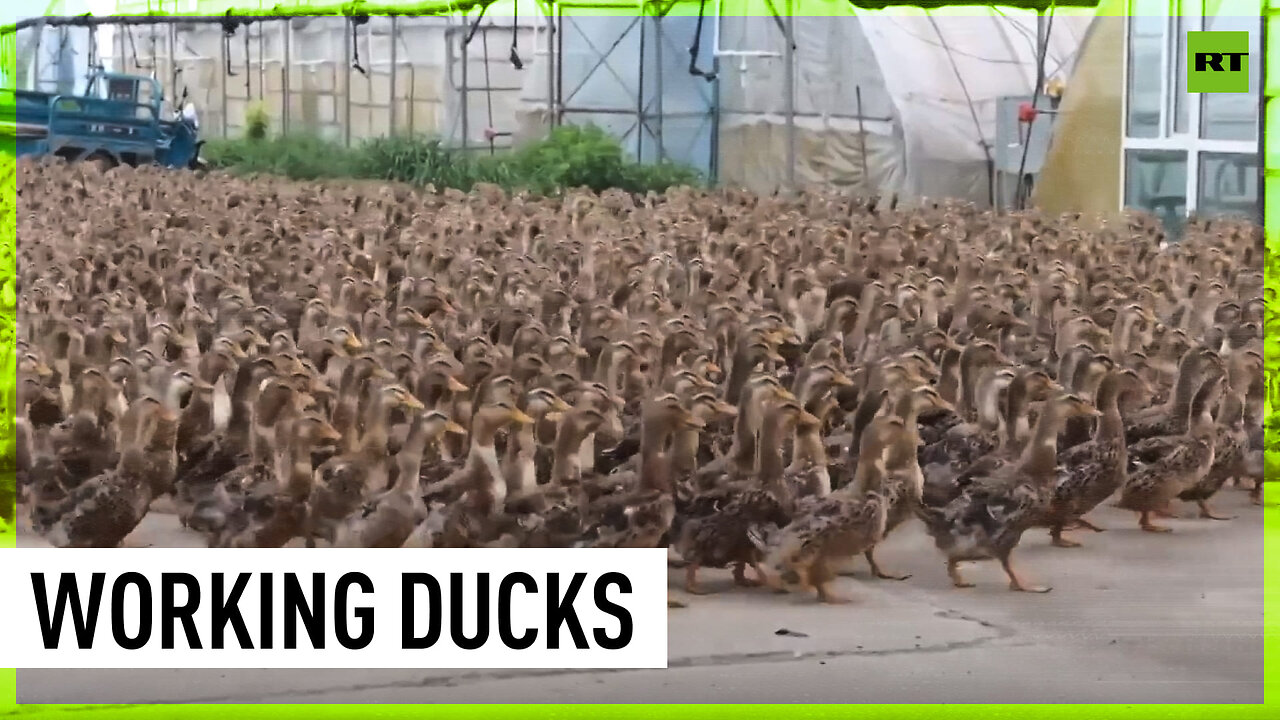 Thousands of ducks help rice farmer eliminate weeds