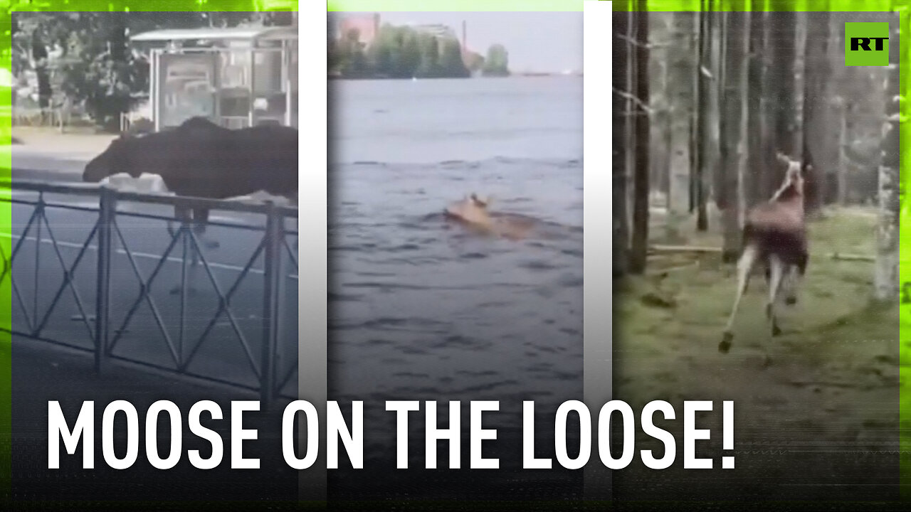 Moose rescued after roaming St Petersburg streets (and river)