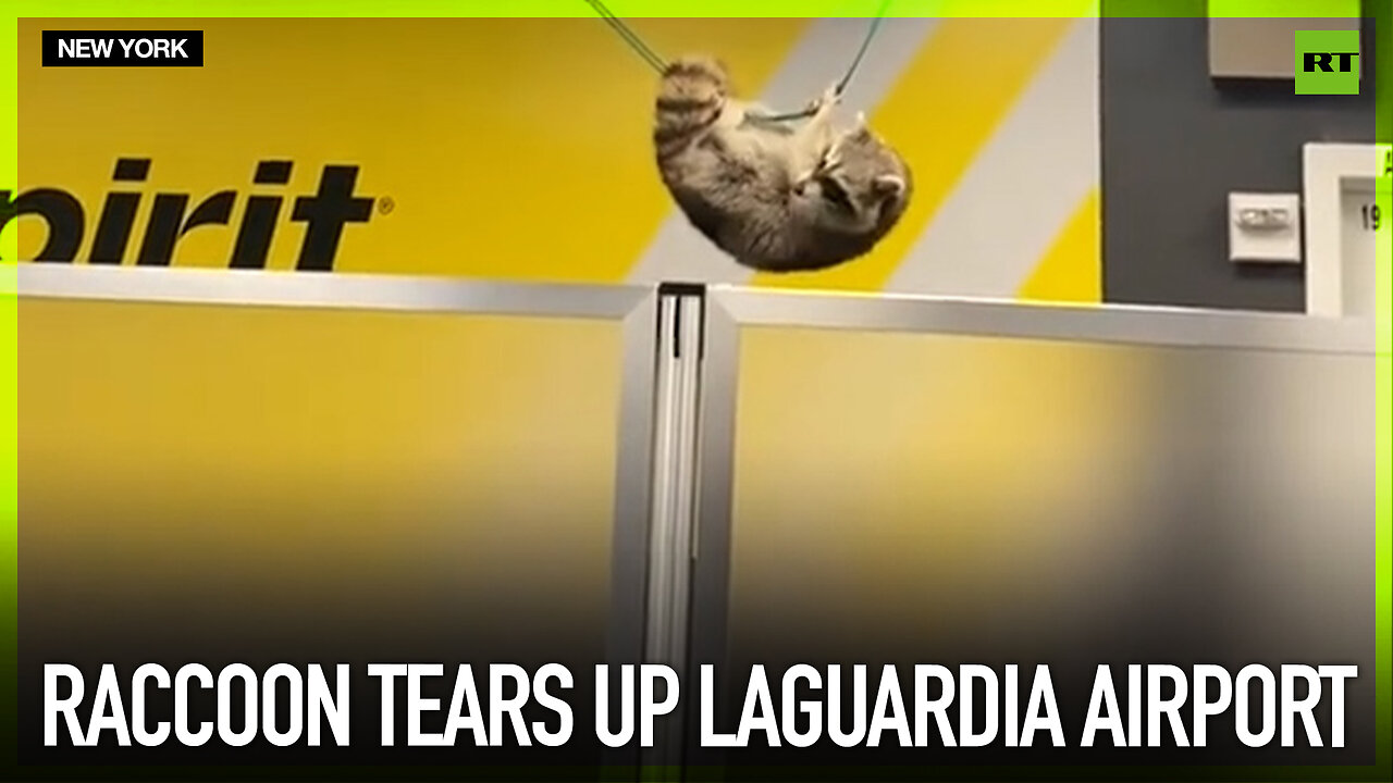 Raccoon tears up LaGuardia airport