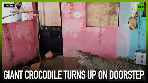 Giant crocodile turns up on doorstep