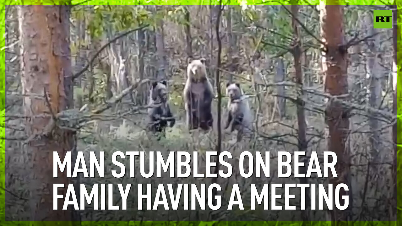 Man stumbles on bear family having a meeting