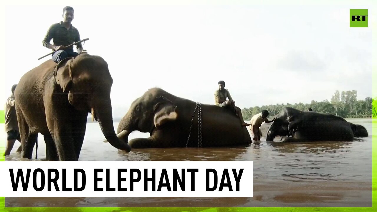 World Elephant Day celebrations held in Shivamogga