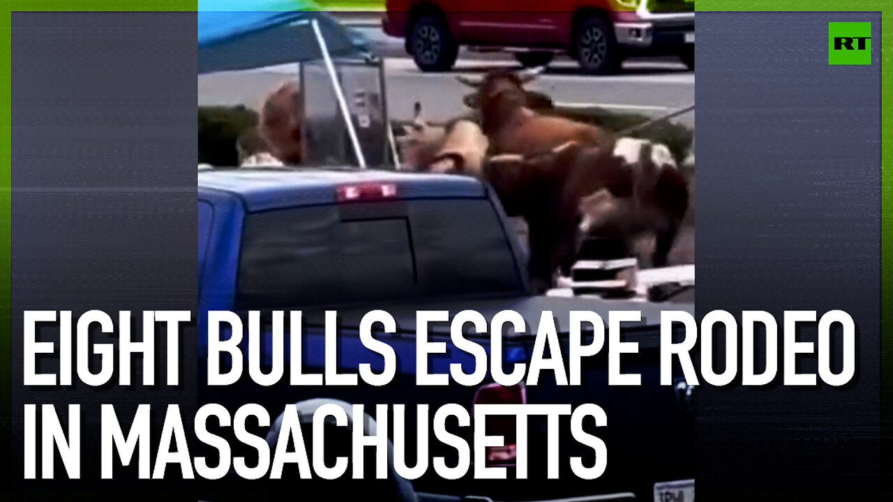 Eight bulls escape rodeo in Massachusetts