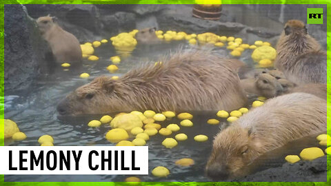 Capybaras chill out in traditional hot lemon bath