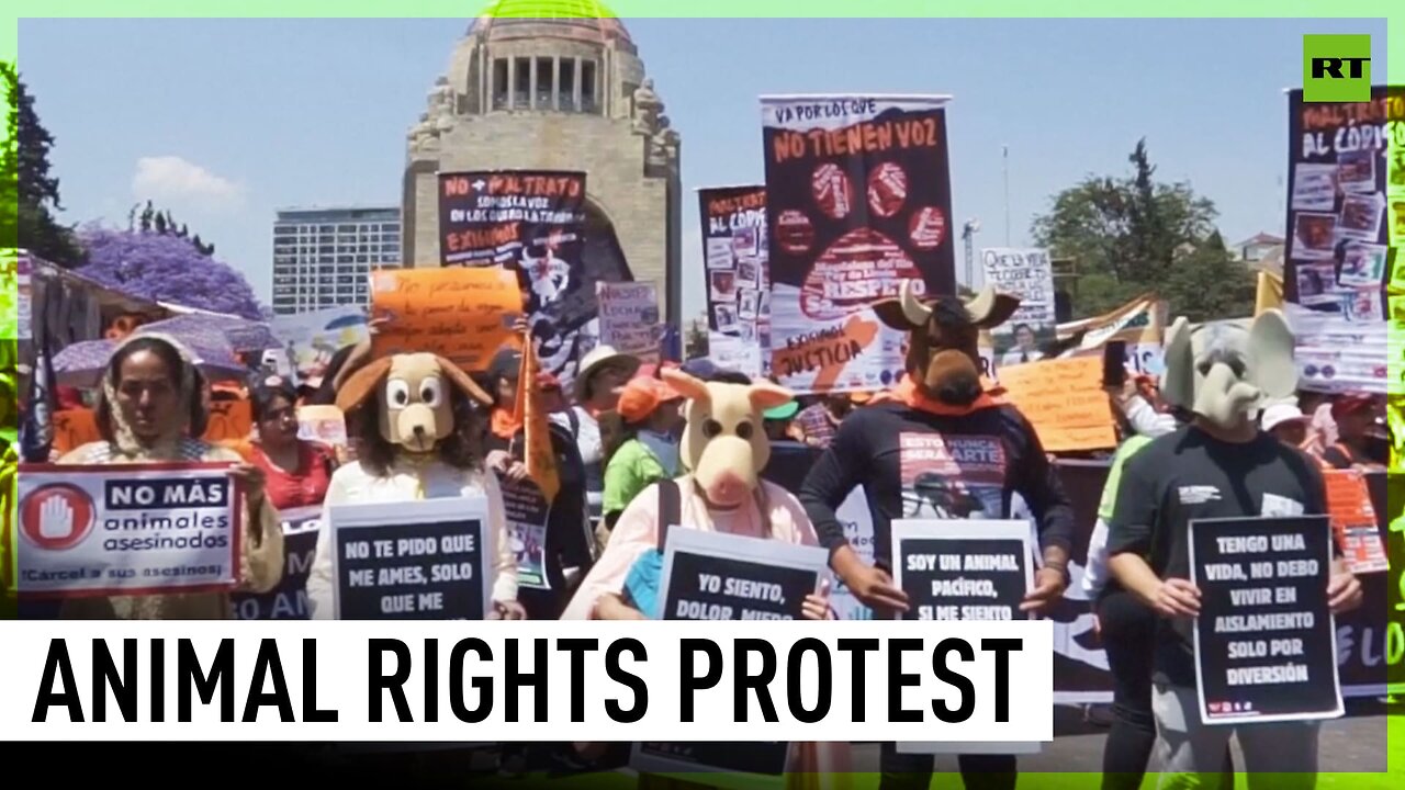 Disguised activists protest for animal rights in Mexico