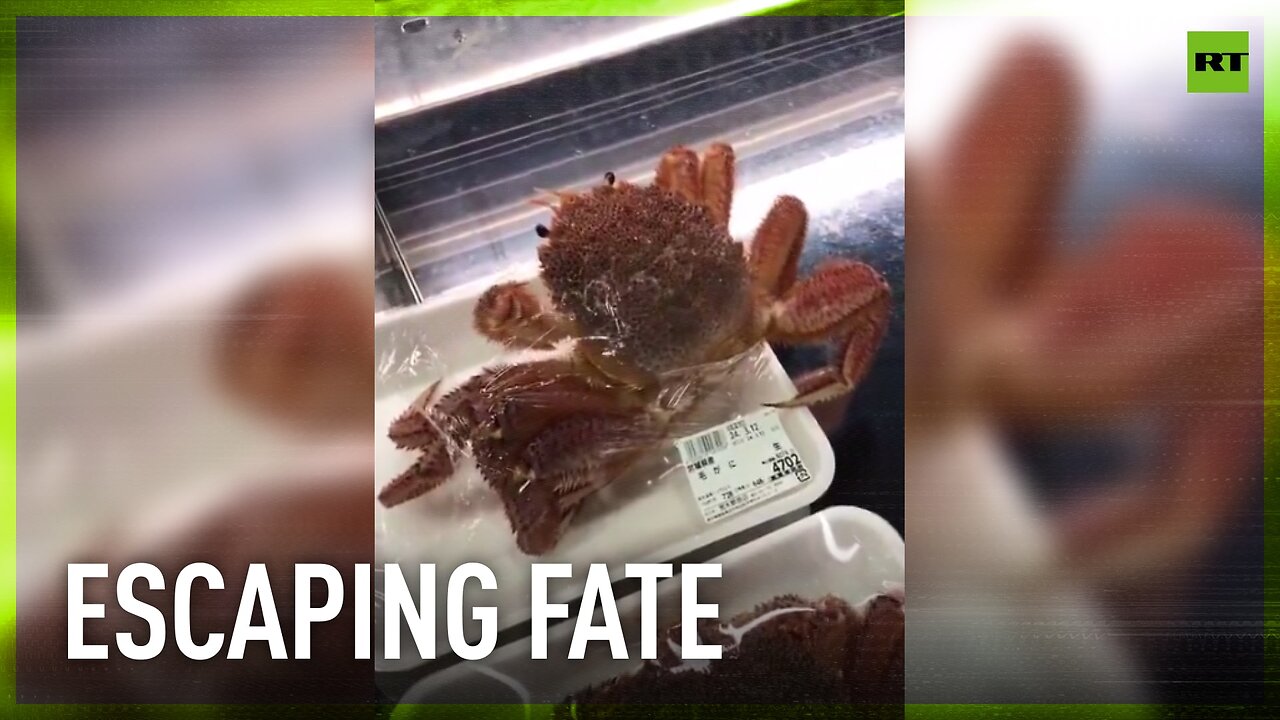 Crab tries to flee from Japanese grocery shop