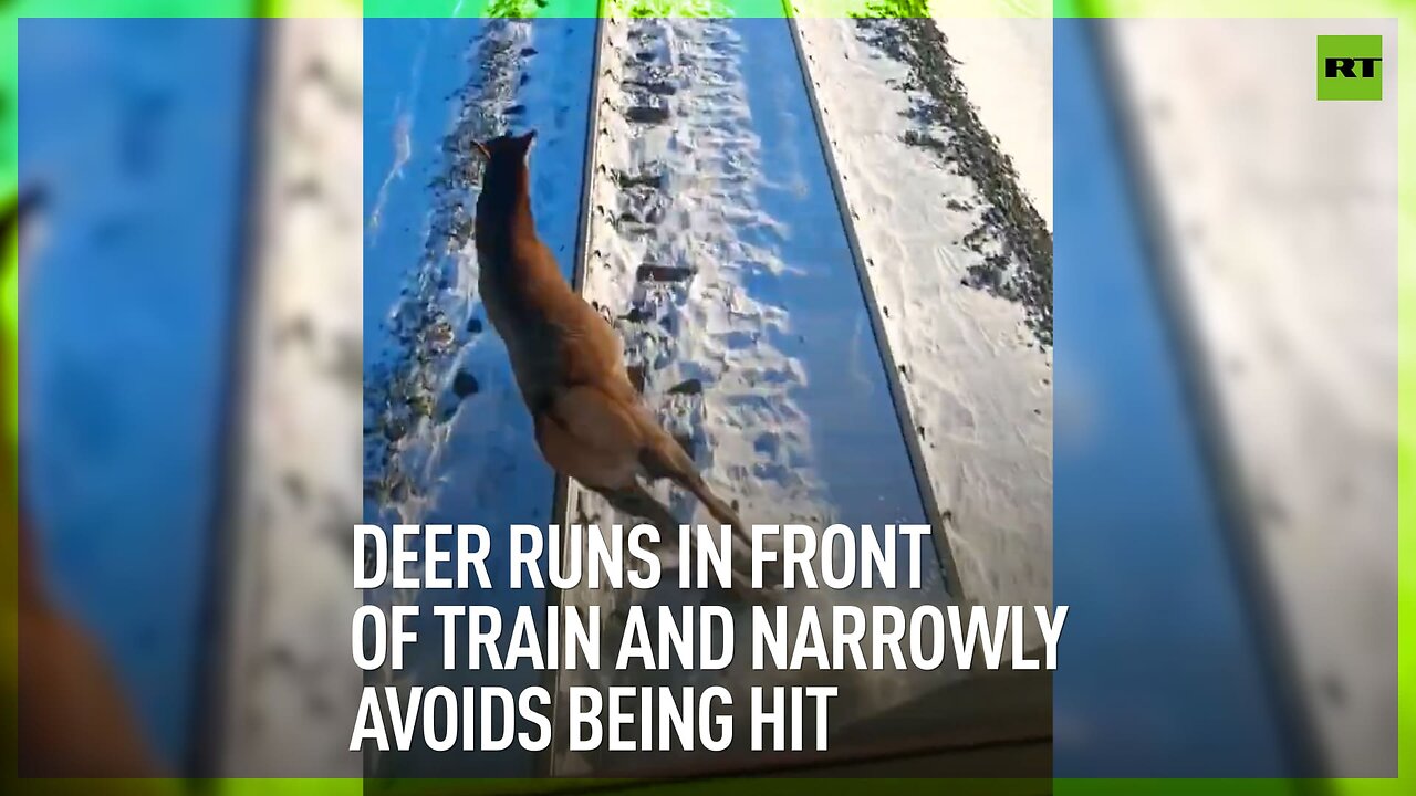 Deer runs in front of train and narrowly avoids being hit