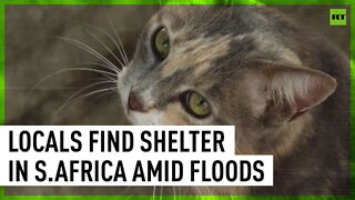 Locals and pets find shelter in KwaZulu-Natal amid floods