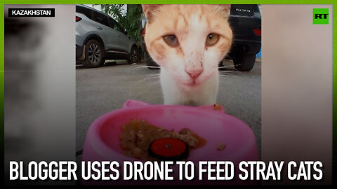 Blogger uses drone to feed stray cats