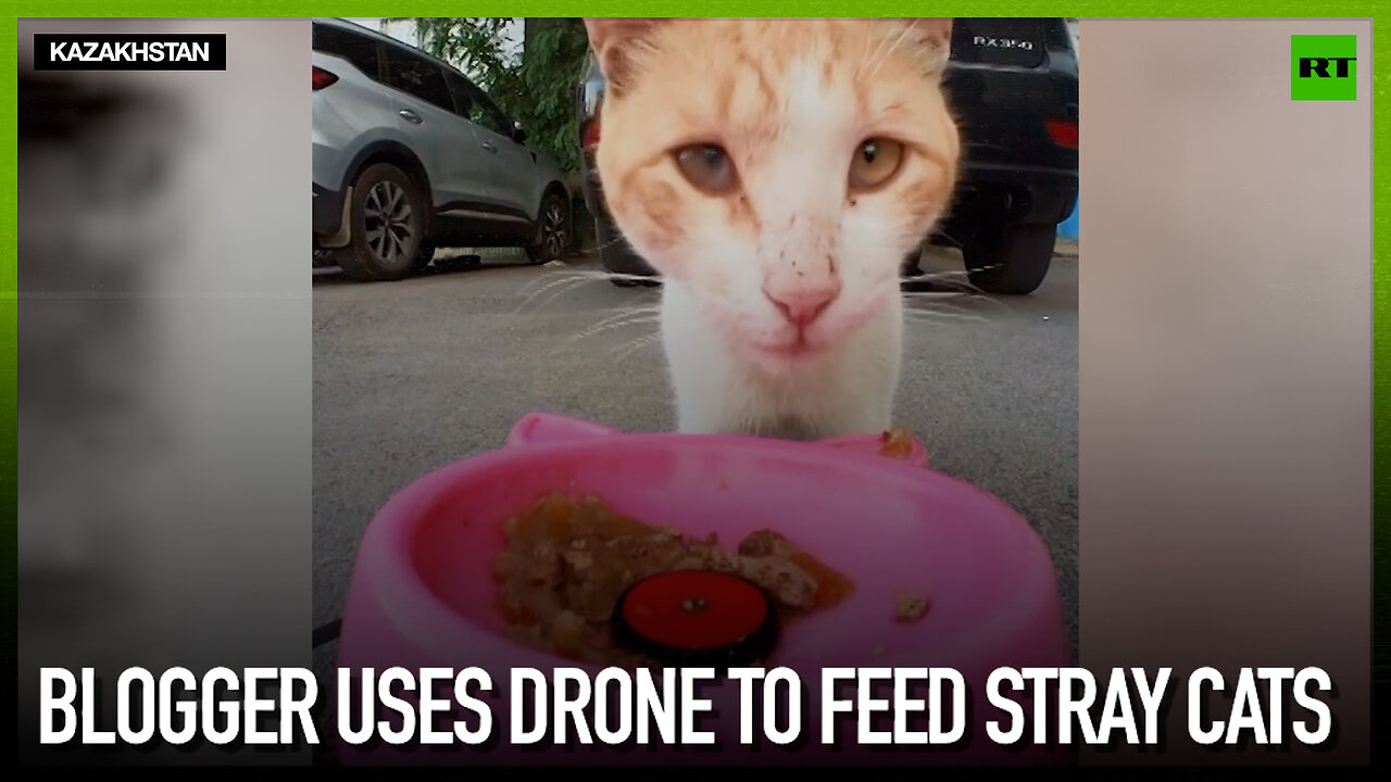 Blogger uses drone to feed stray cats