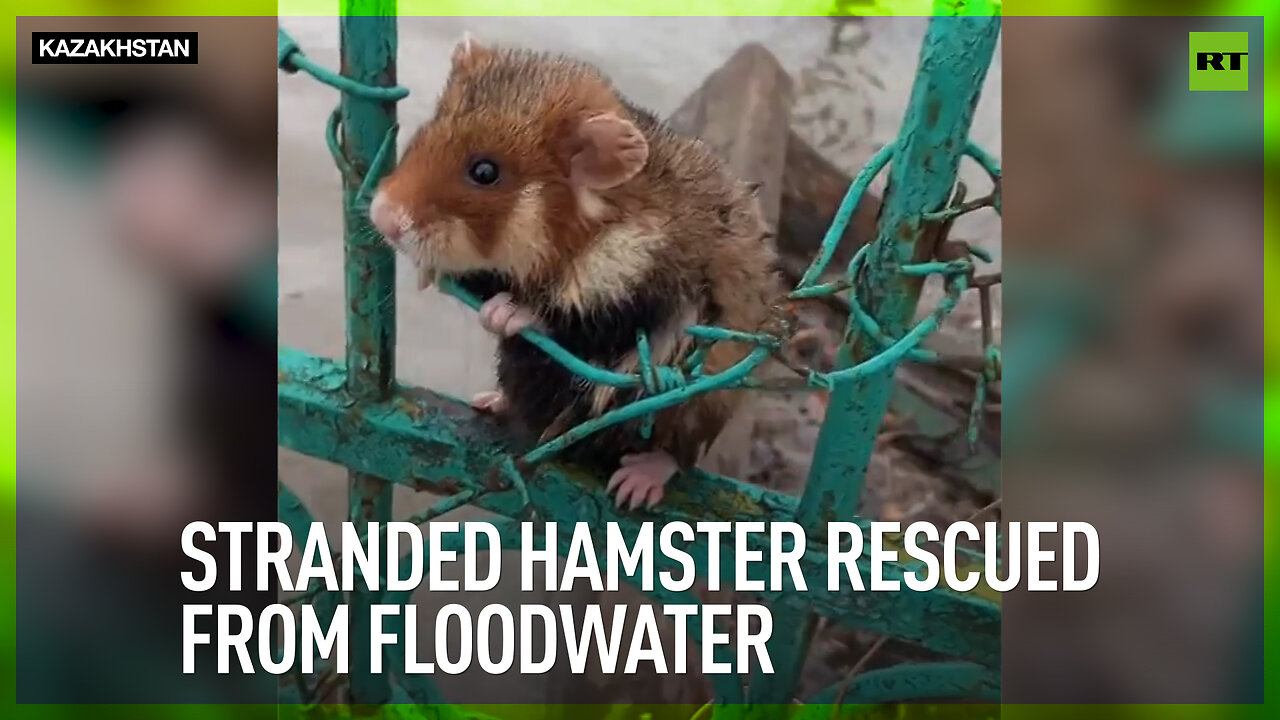 Stranded hamster rescued from floodwater