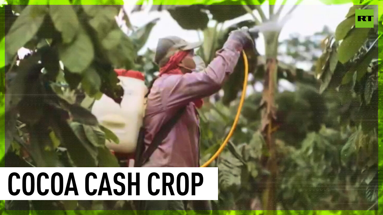 Ghana, Ivory Coast boycott Western cocoa meeting in protest over farmer’s payments