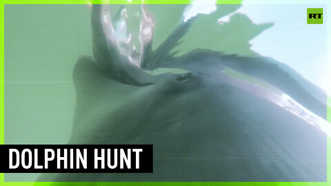 US Navy releases POV footage of dolphins hunting