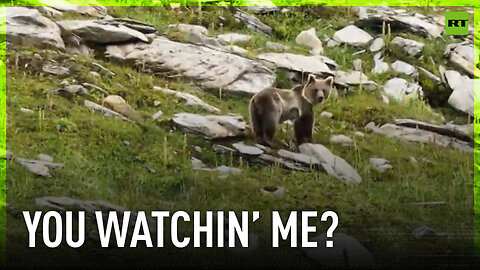 Cute bear cub tries dodging paparazzi in Russian mountains