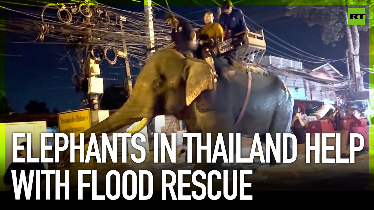 Elephants in Thailand help with flood rescue