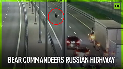 Bear commandeers Russian highway