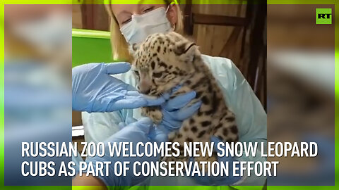 Russian zoo welcomes new snow leopard cubs as part of conservation effort