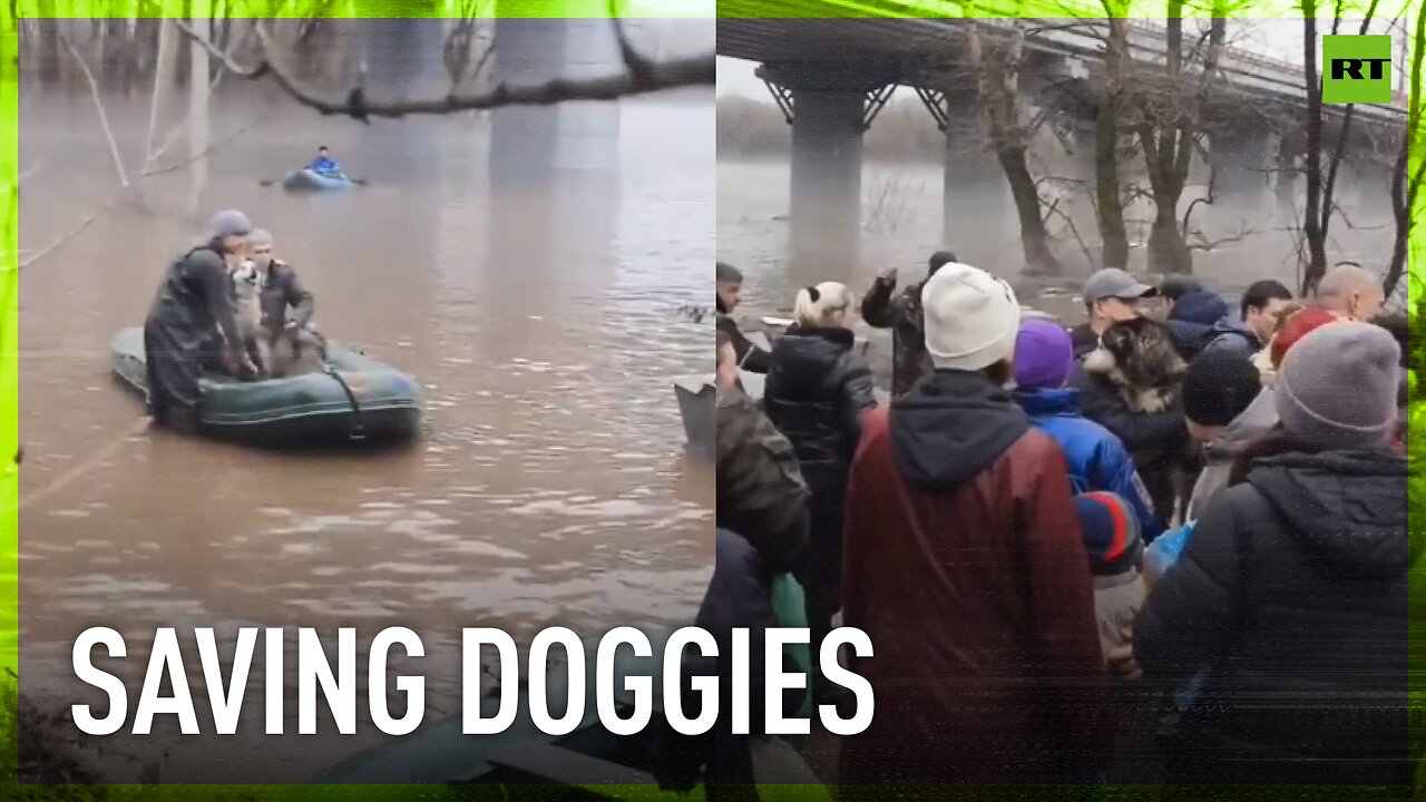 Russian rescuers evacuate husky shelter amid flooding