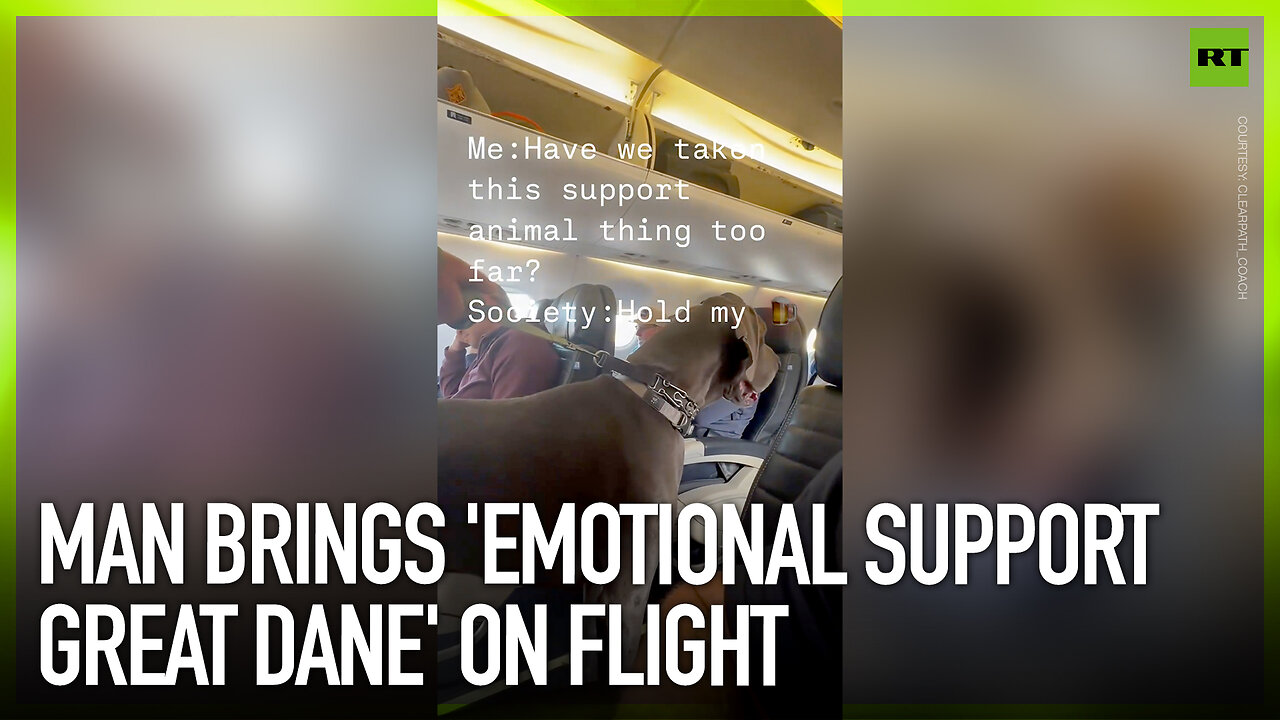 Man brings ‘emotional support Great Dane’ on flight