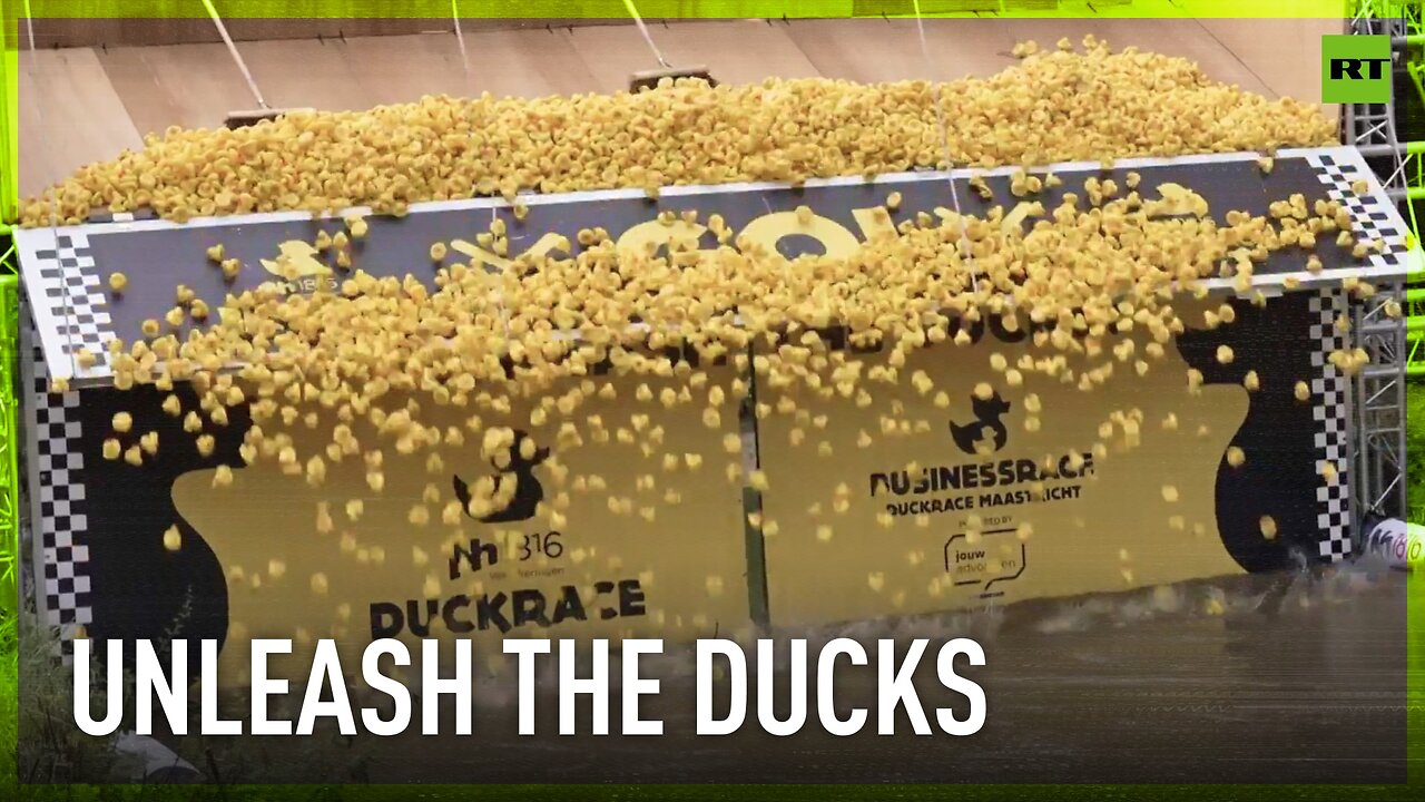 Dutch rubber duck race raises over €300,000 for charity