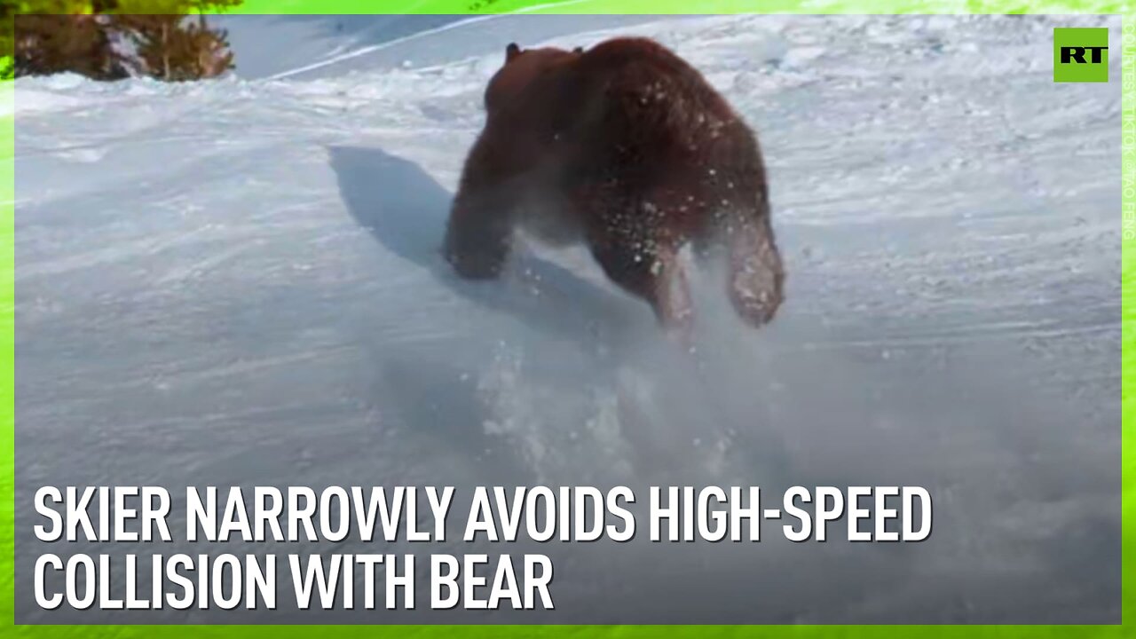 Skier narrowly avoids high-speed collision with bear