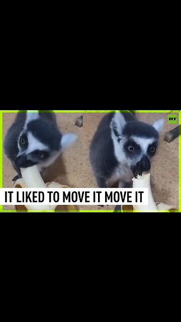 Epic Moscow chase after a cute runaway lemur