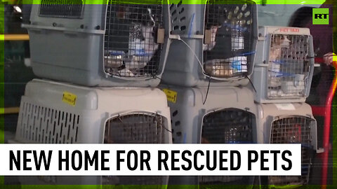 Animals rescued from Hawaii fire move to San Diego