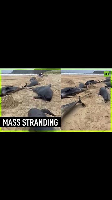 At least 55 whales dead in worst mass stranding in UK for decades