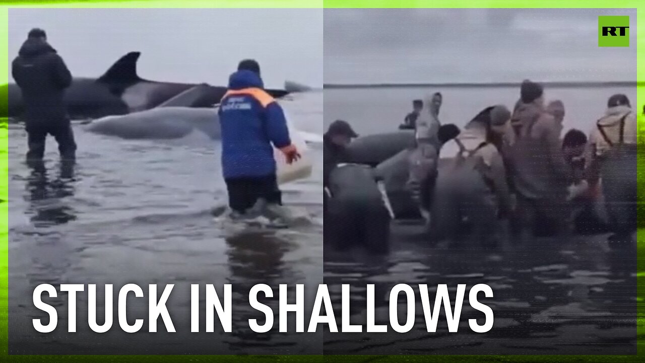 Group of killer whales stranded in the shallows of Kamchatka