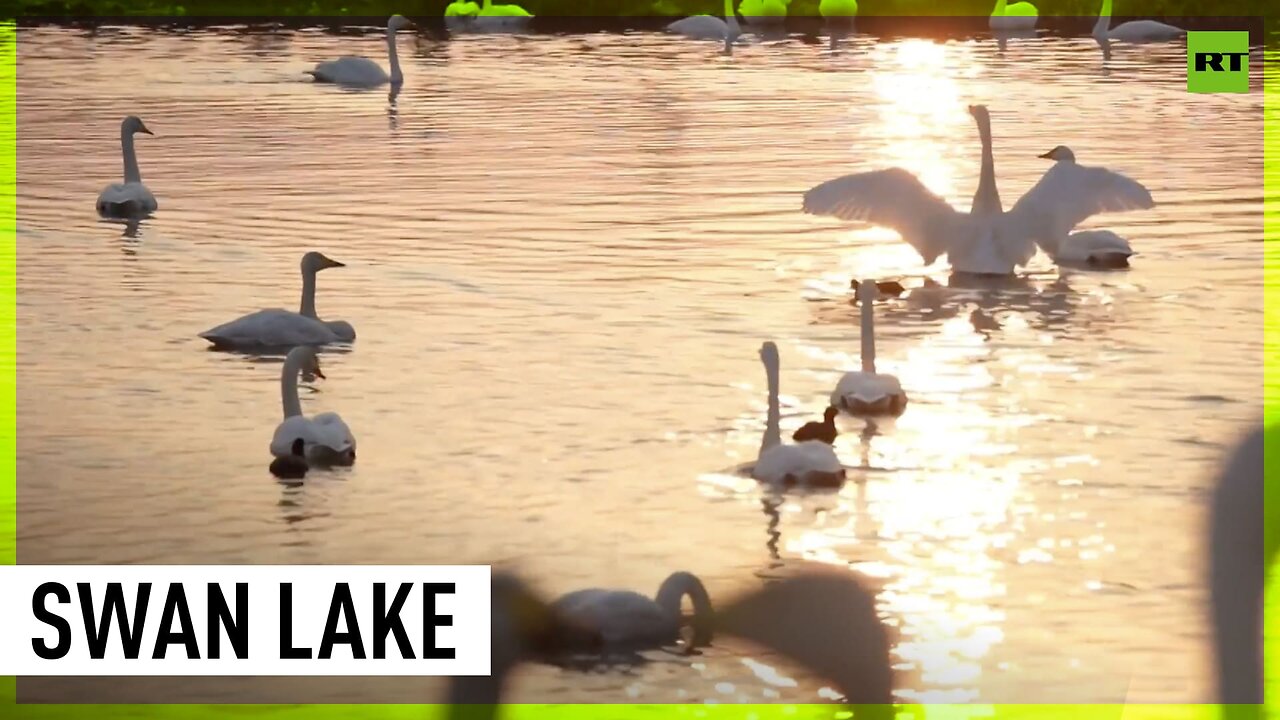 Wonderful swans migrate to eastern China for winter