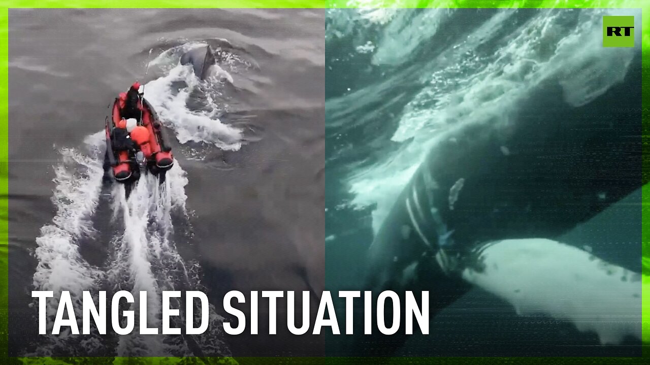 Let us help! | Russian rescuers try to free humpback whale entangled in nets