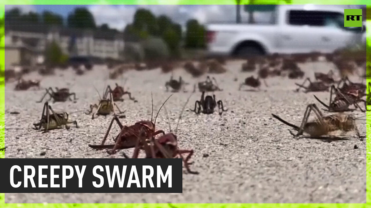 Millions of crickets engulf Nevada town