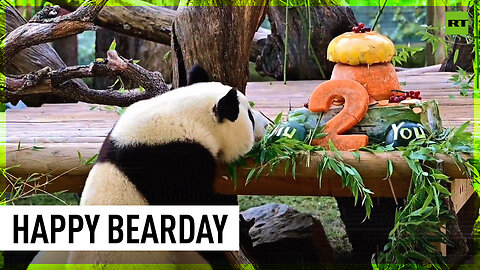 Panda twins celebrate second birthday in Madrid Zoo