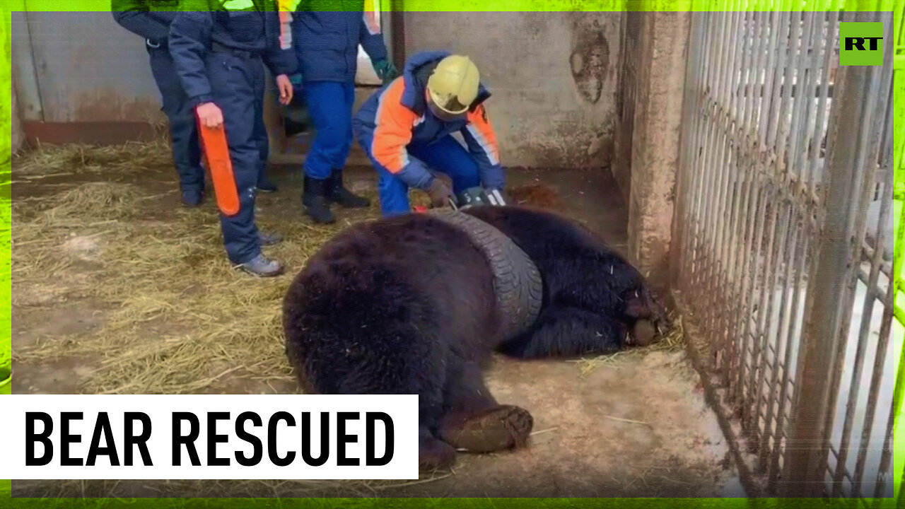 Russian rescuers save bear stuck in car tire