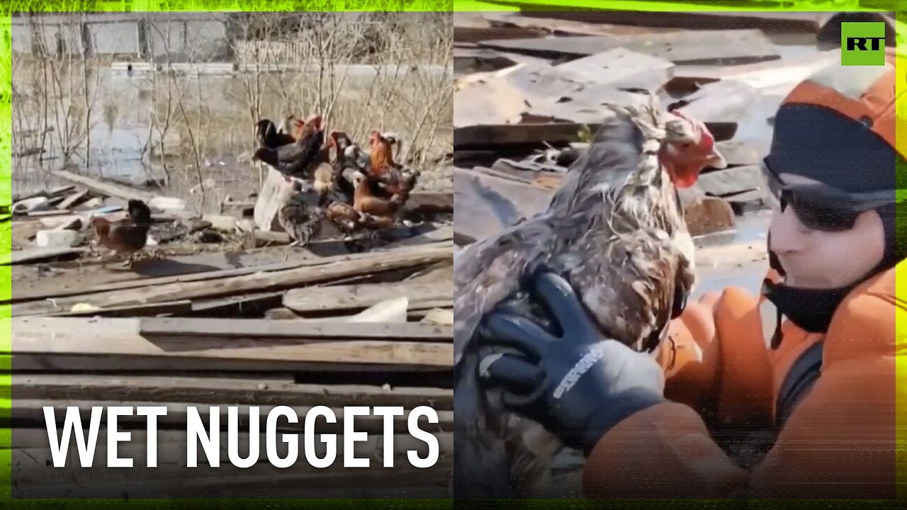 Russian emergency workers rescue chickens from flood