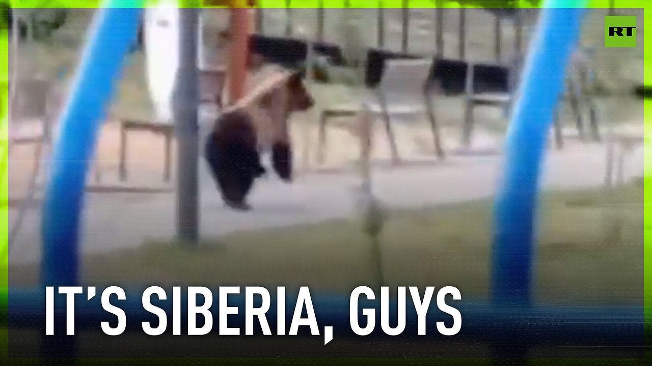 No politics, no business – just a bear on a playground in Russia