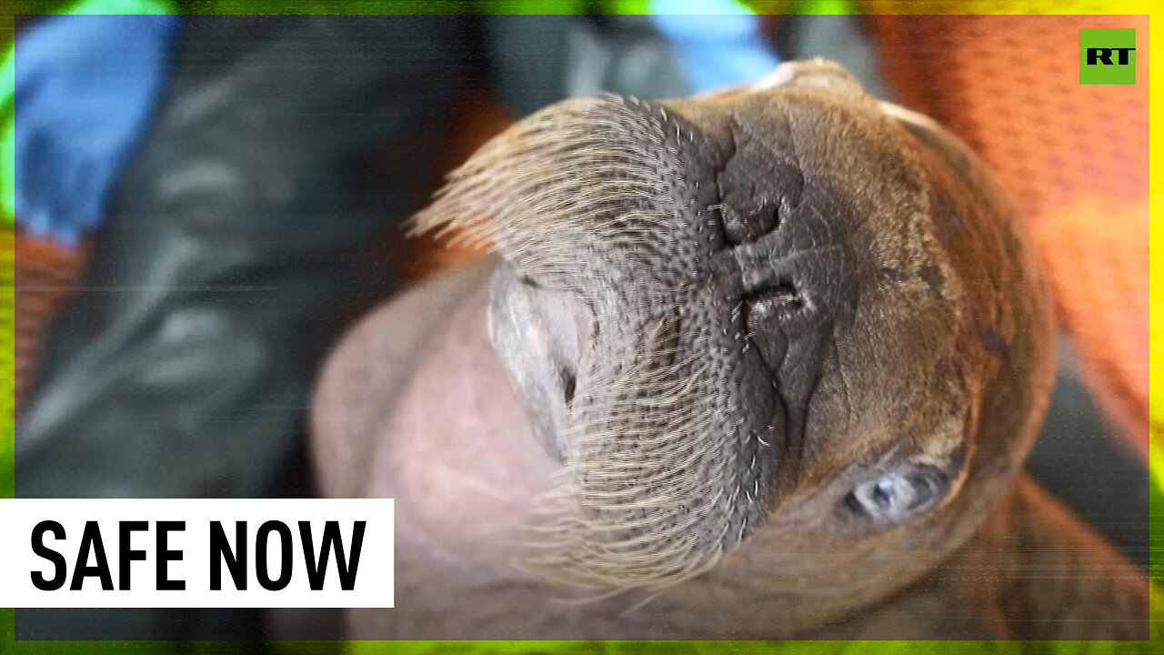 Walrus saved in Alaska nursed back to health, and cuddles