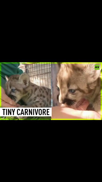 Barnaul Zoo's cougar kitten tastes meat for the first time