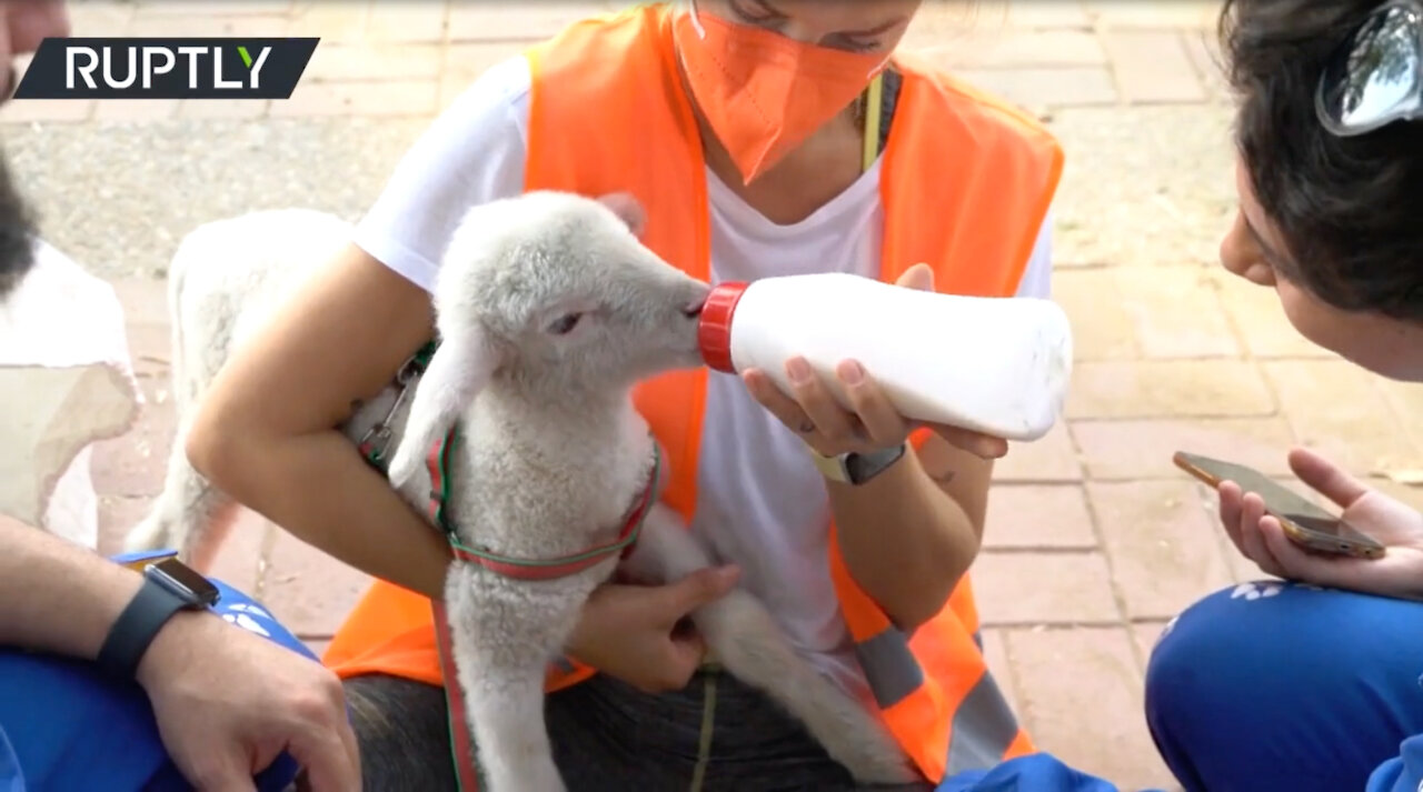 Animal-exclusive field hospital set in Manavgat, Turkey