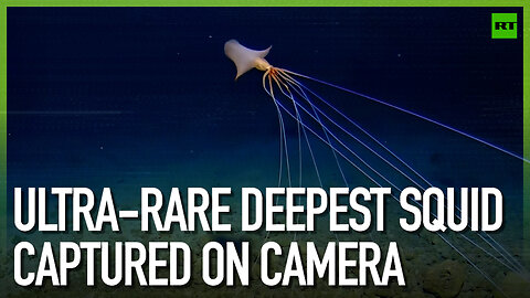 Ultra-rare deepest squid captured on camera