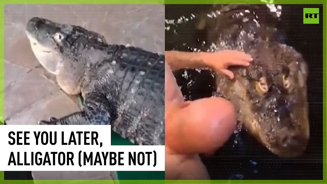 New York man wants his alligator back after authorities confiscated it